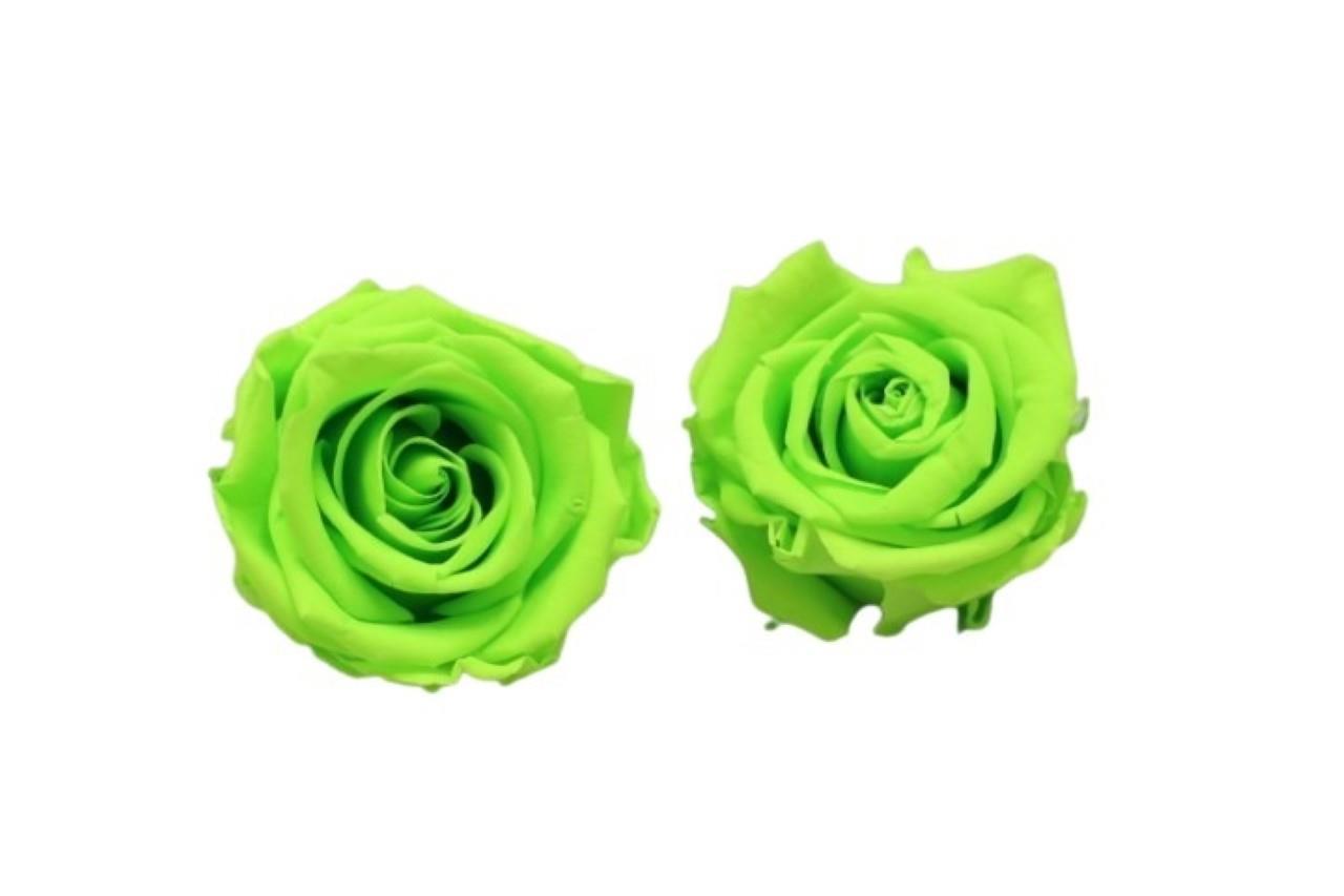 Rose stabilisiert H 5,5 cm D 5,5 cm lime green NETTO