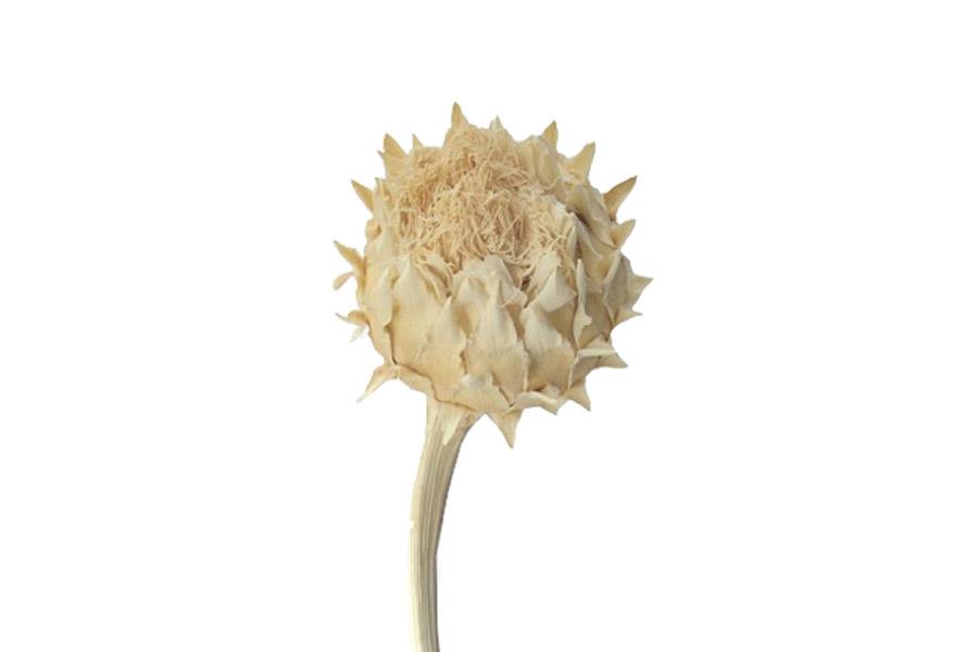 Cardoni Cynara D7-9L25-30cm gebleicht