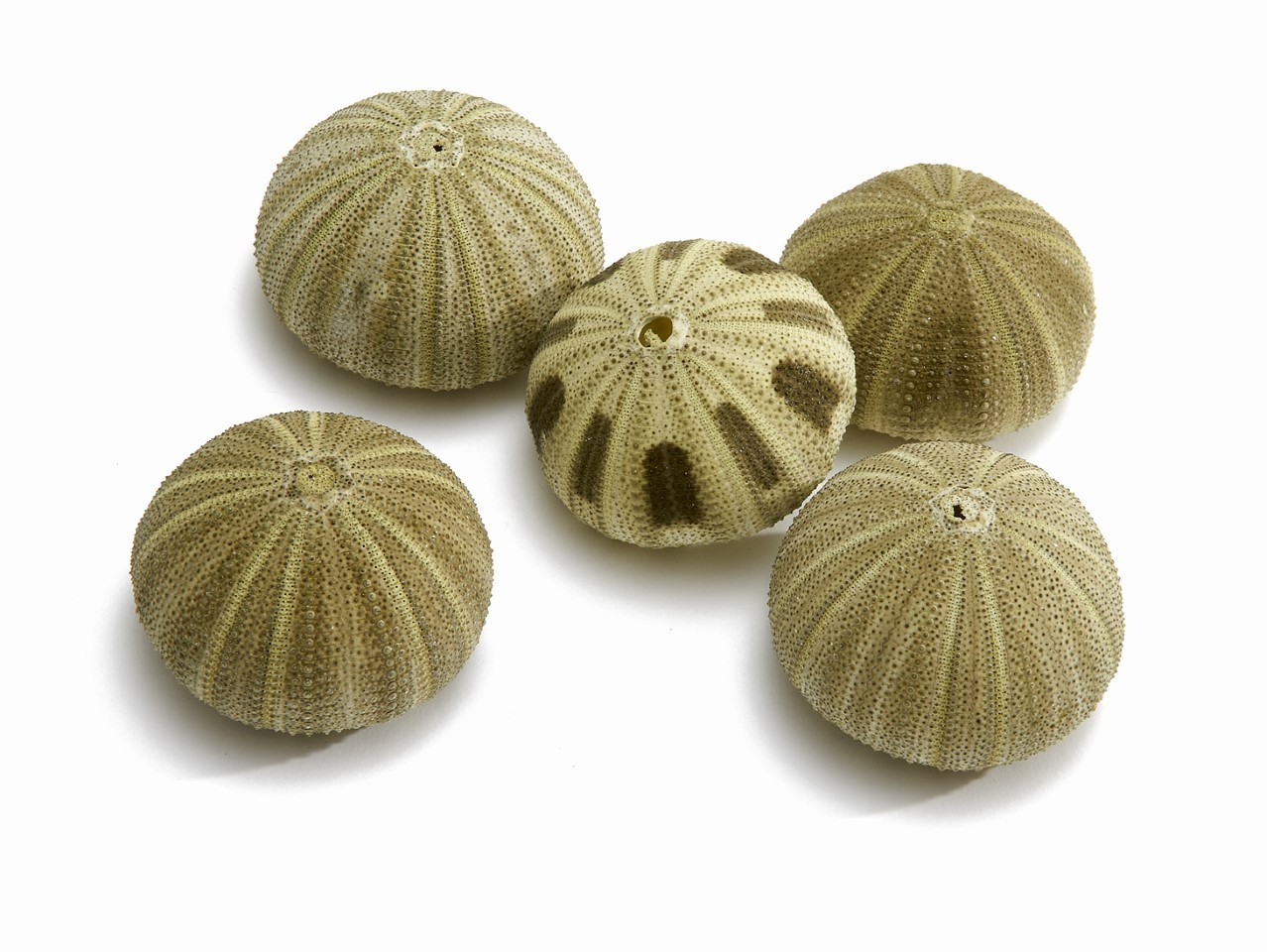 SeeIgel Pink Urchin grün 250gr.