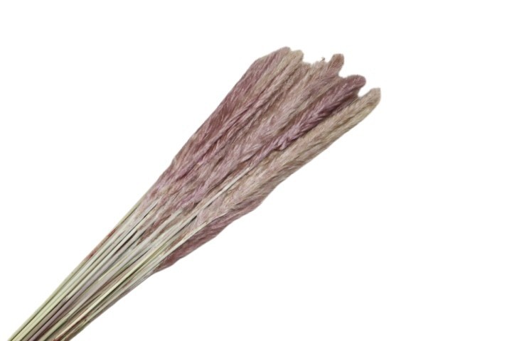 Mini Pampas natur 100gr.