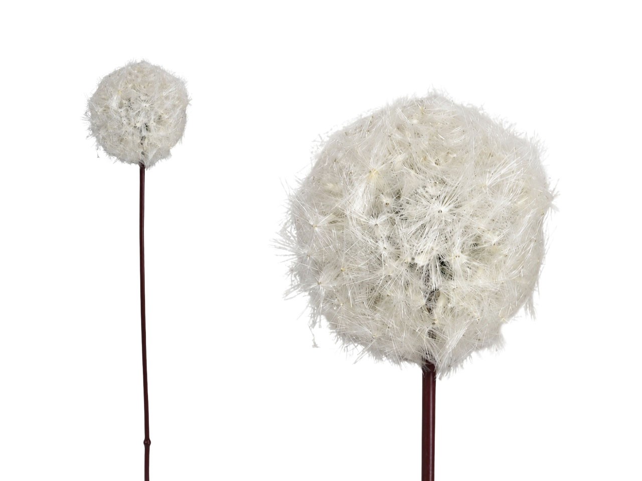 Pusteblume weiß L90cm D14cm NETTO