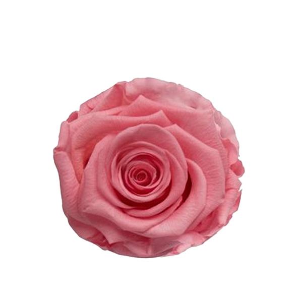 Rose "Extra" stabilisiert H6cmD6,5cm Tender Rosa NETTO