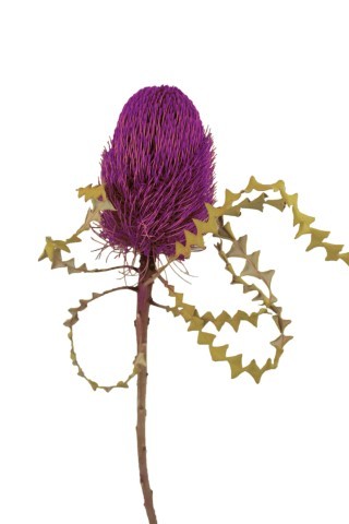 Banksia Speciosa D7-8 H12 L30cm brombeer