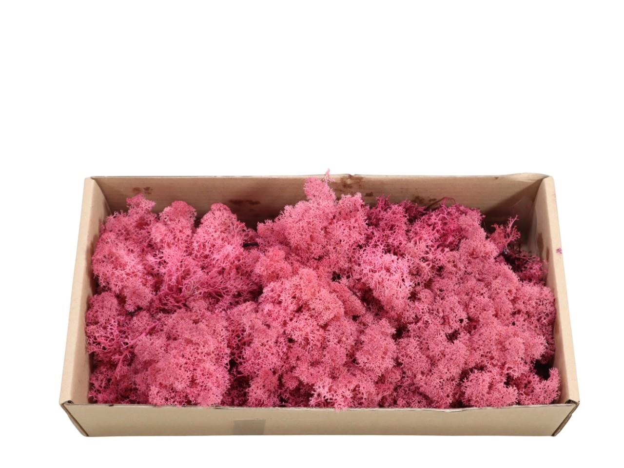 Islandmoos-Finland 500gr. rosa