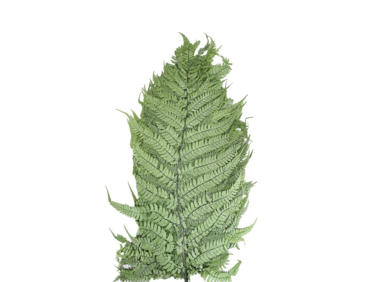 Farnblatt präpariert grün L70x35cm