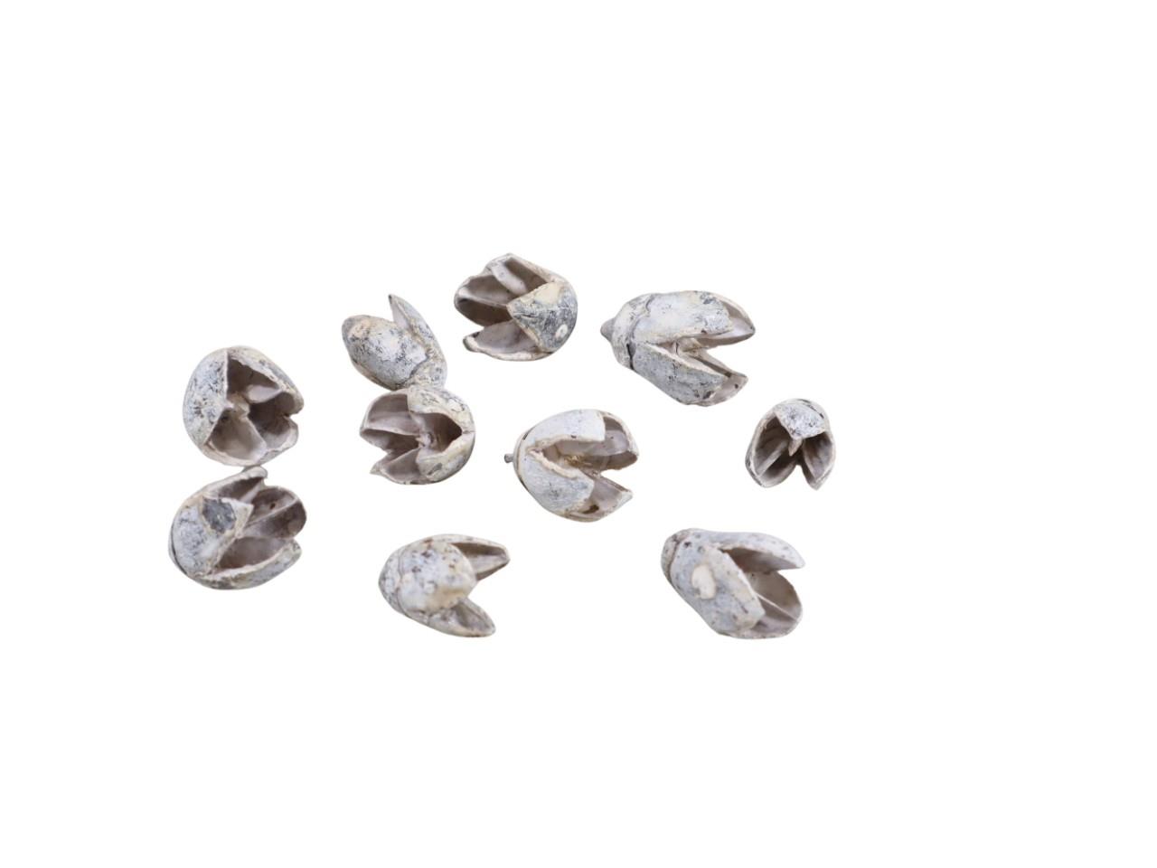 Zapfen Bakali D2H2,5cm white washed 1000gr.