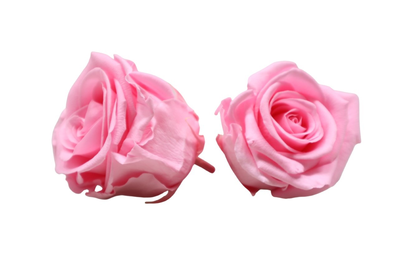 Rose stabilisiert H 5,5 cm D 5,5 cm pink pastell NETTO