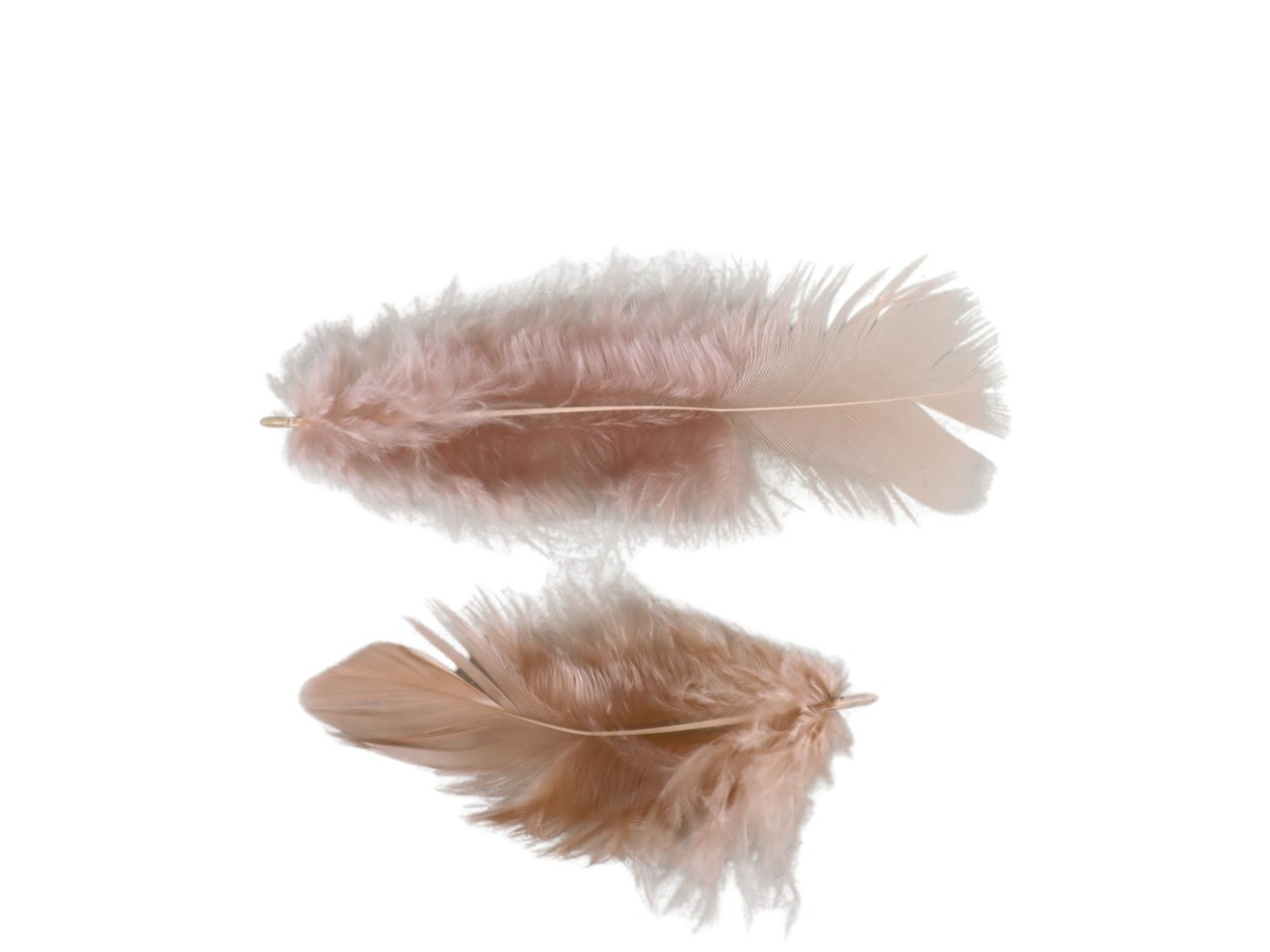 Federn 20 gr. beige