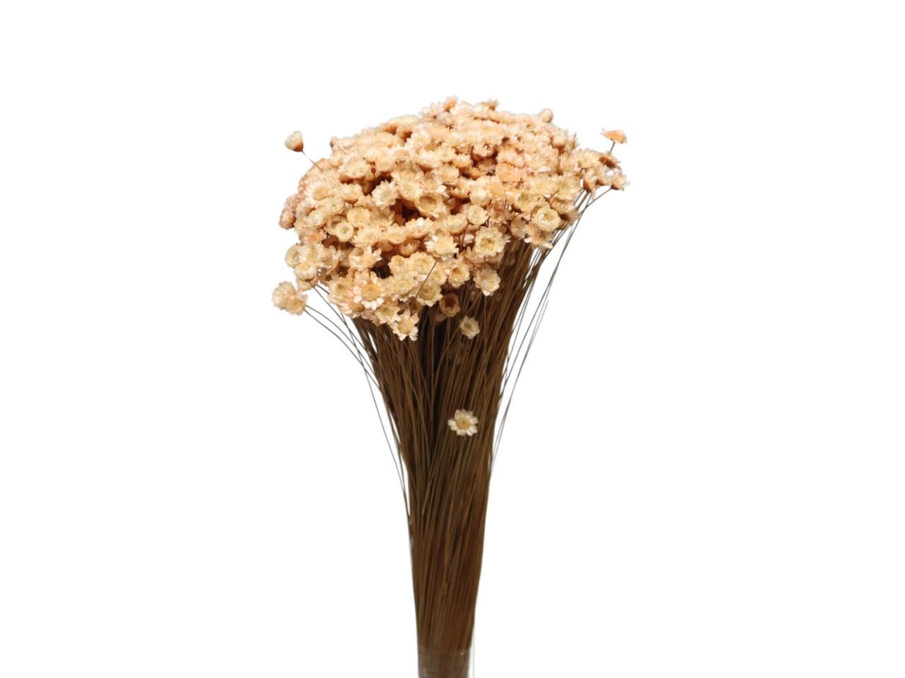 Glixia melone 107 100gr.