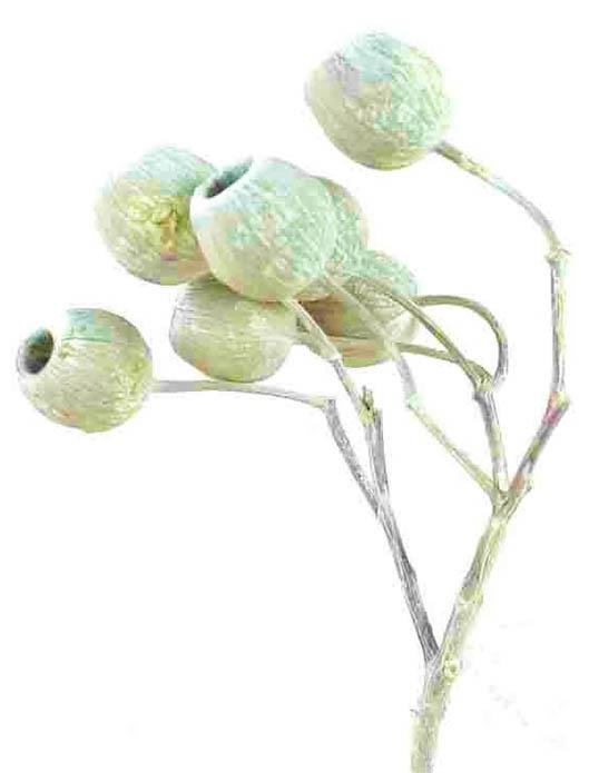 Eucalyptusglockenzweig D4-5 L30-40cm grün frosted