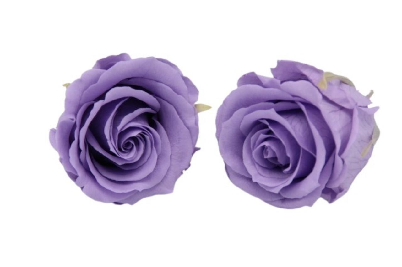 Rose stabilisiert H 5,5 cm D 5,5 cm Lilac/lavendel NETTO