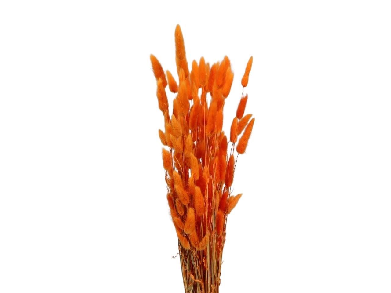 Lagurus orange 100g L70-75cm