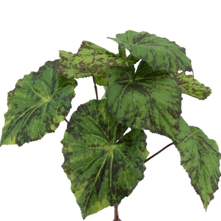 Begonien Busch 25cm grün