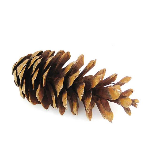 Zapfen Pinus Peuce D5-6H10-15cm ca. 430 St. natur