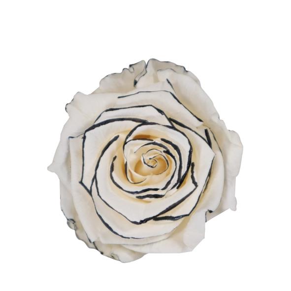 Rose "Extra" stabilisiert H6cmD6,5cm cream-schwarz NETTO