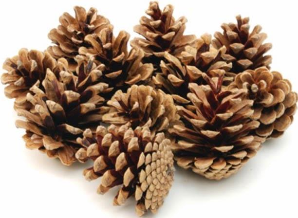 Zapfen Schwarzkiefer D6-7H7-8cm ca. 870 St. natur