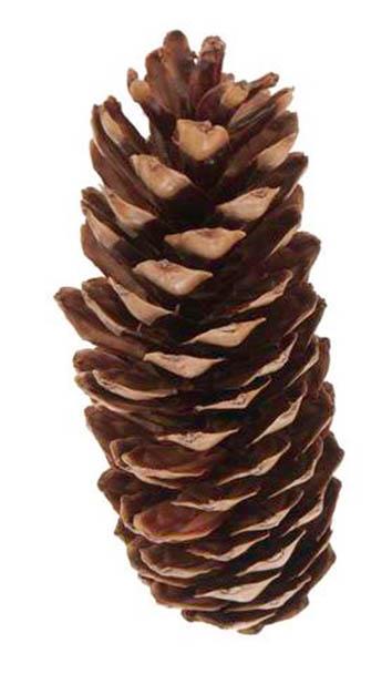 Zapfen Strobus L15/20 natur lackiert Original