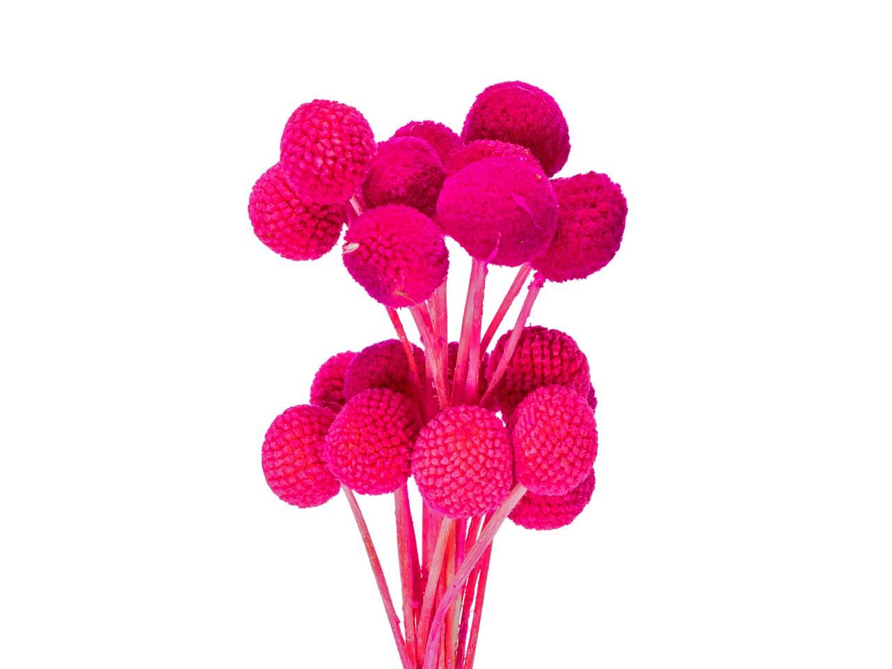 Craspedia fuchsia  L50-60cm Bund m. 20 Stück