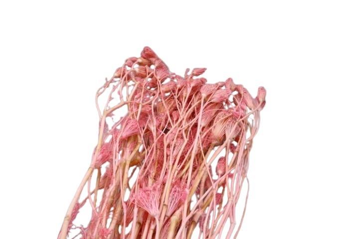 Wild Fenchel (Finocchio) zartrosa 300gr.