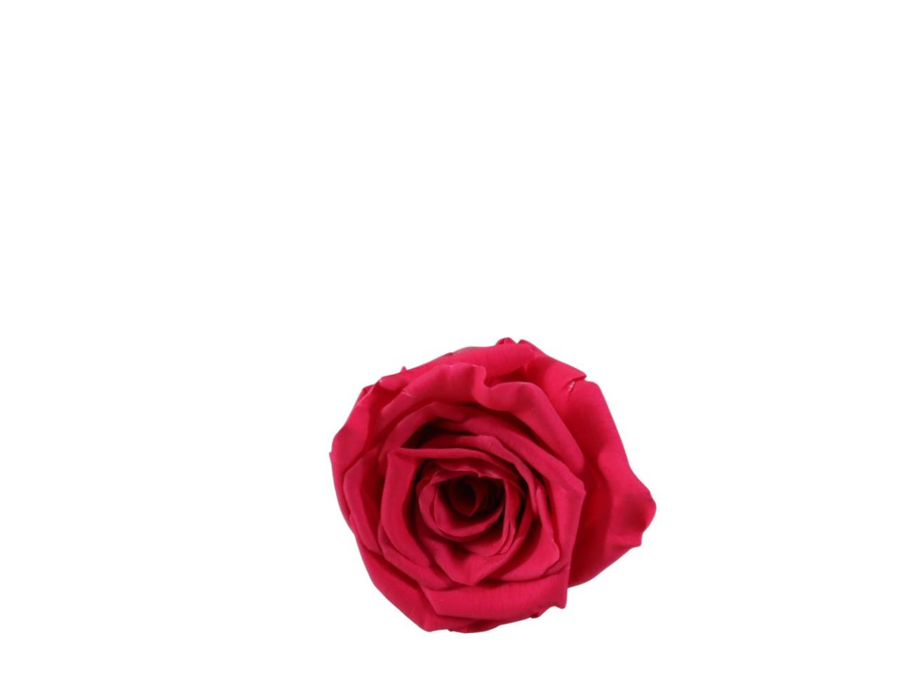 Rosenkopf konserviert H 5,5 cm D 6 cm pink NETTO