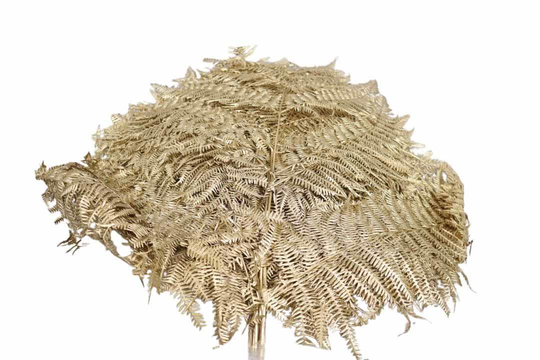 Bracken Farn gold