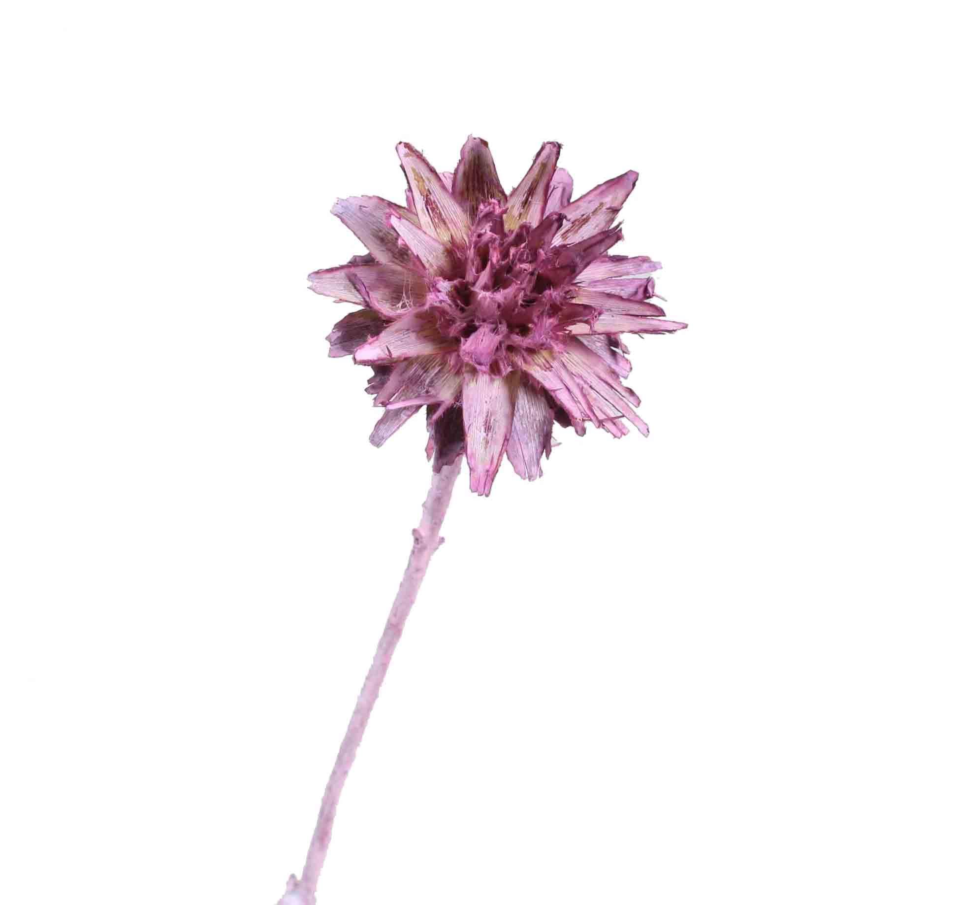 Leucospernum x1 D5-6L35-40cm brombeer frosted