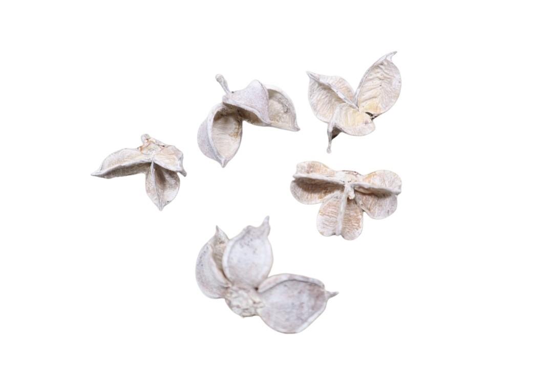 Baumwollkapseln 500gr. weiß gefrostet