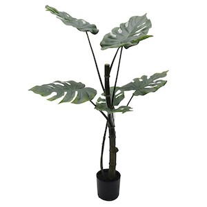 Topfpflanze Split-Philo H96cm grün NETTO