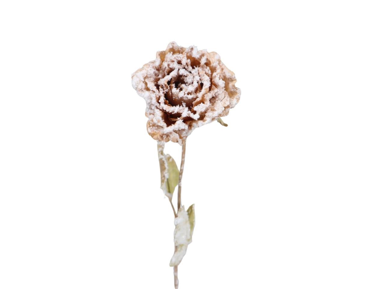 Rose Dry beeist L53 cm braun NETTO