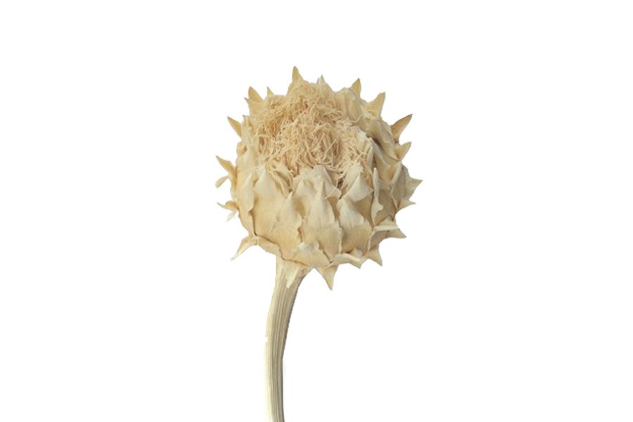Cardoni Cynara D7-9L25-30cm gebleicht