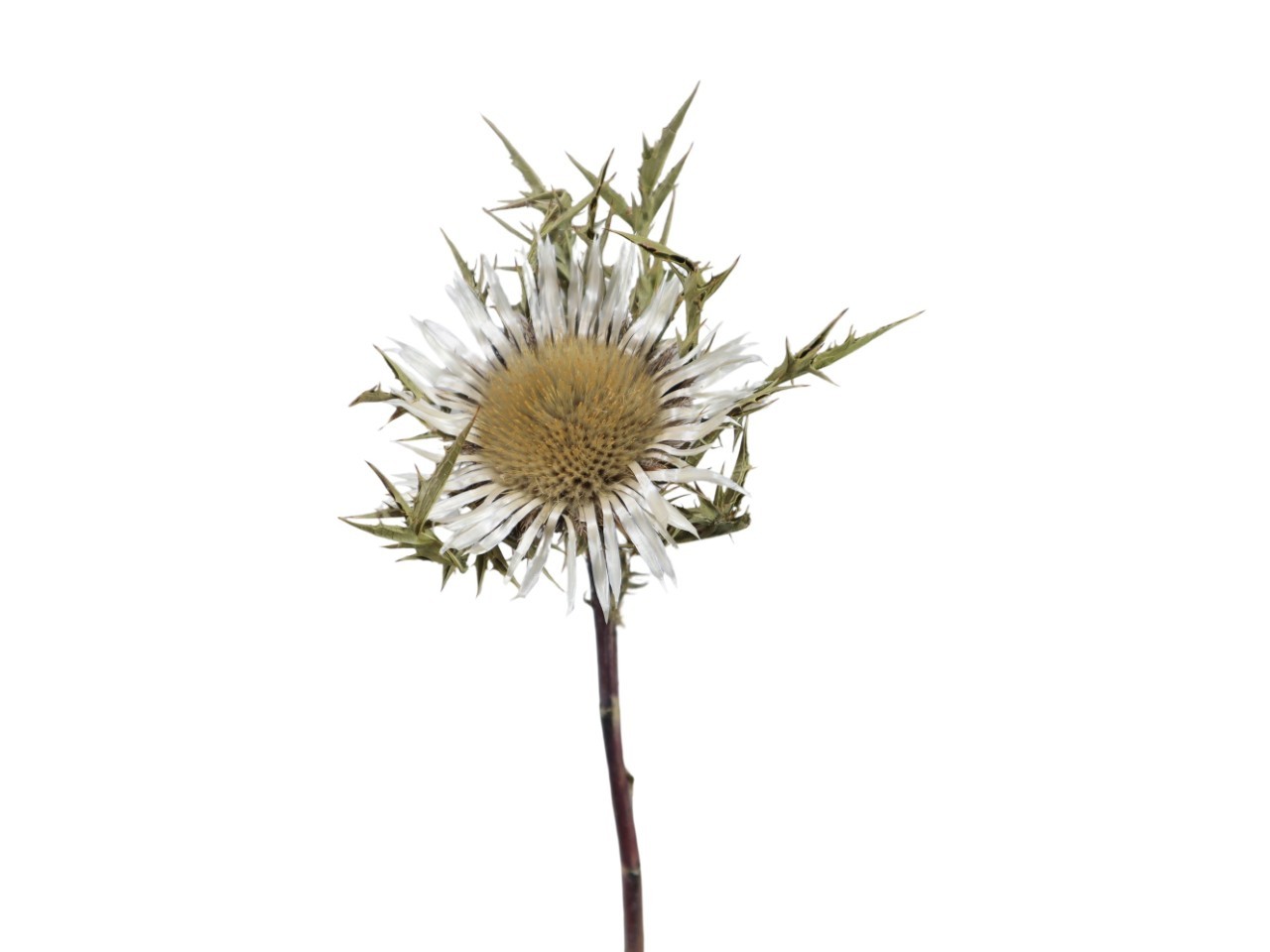 Silberdisteln D7-9 L20-30cm naturweiß