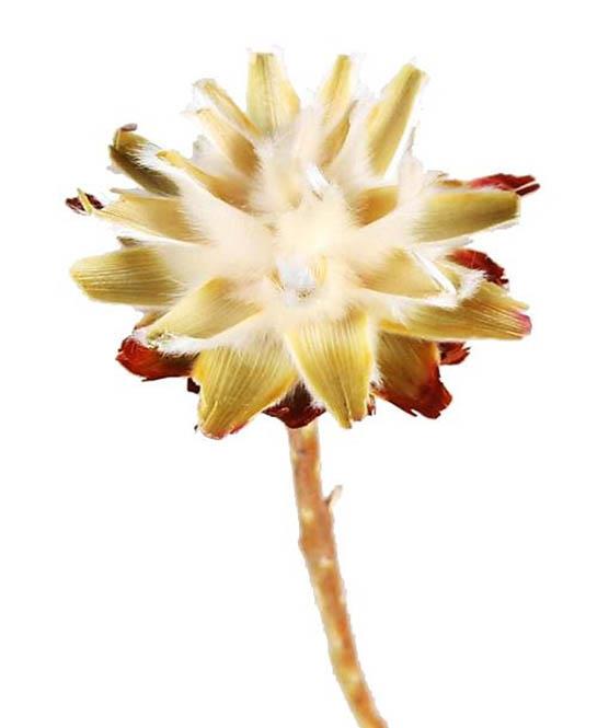 Leucospernum x1 D5-6 L35-40cm cream 200Stück