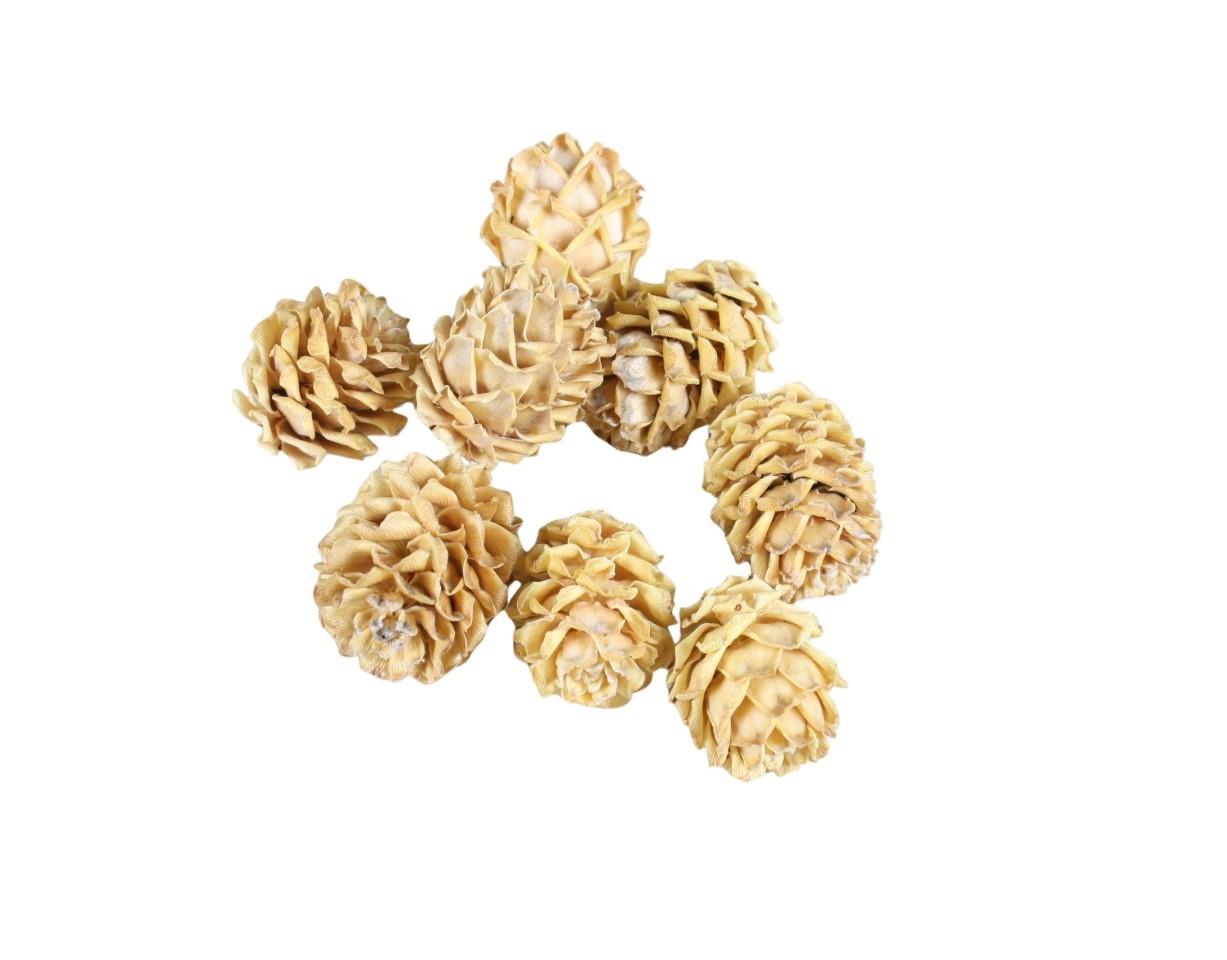 Zapfen Sabulosum D3H4-5cm 1kg cream