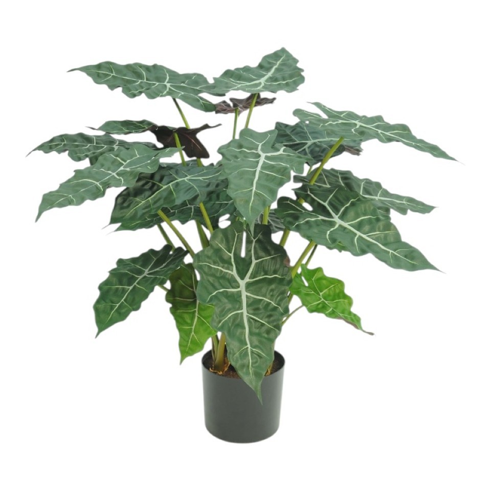 Topfpflanze Alocasia H75cm grün