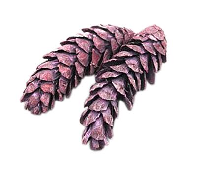 Zapfen Strobus mixed L10-15/15-20cm brombeer frosted