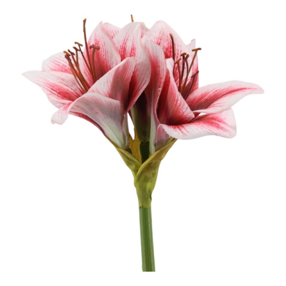 Amaryllis weiß-rot H53cm