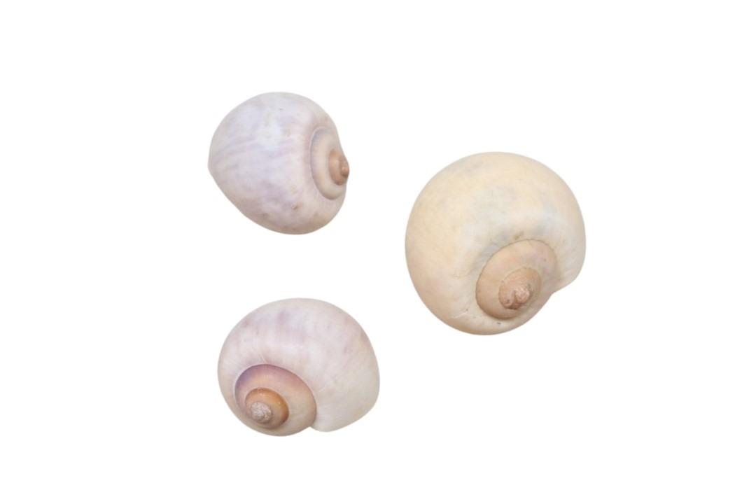 Muschel Policinus 500gr.