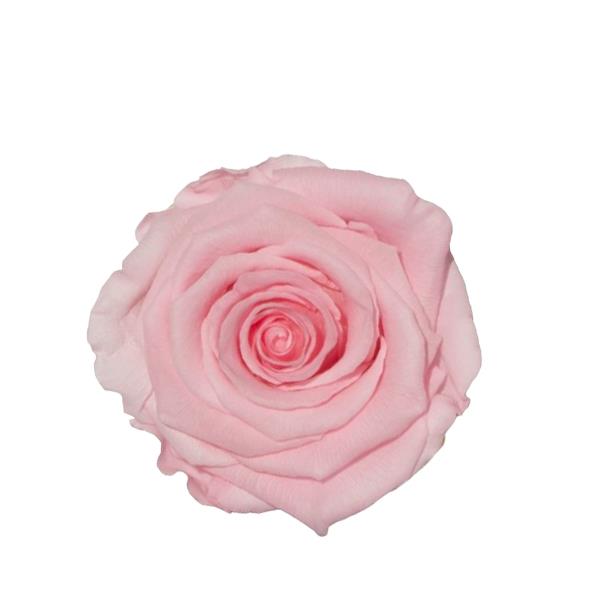 Rose "Extra" stabil. H6cmD6,5cm hellrosa delicate Baby NETTO