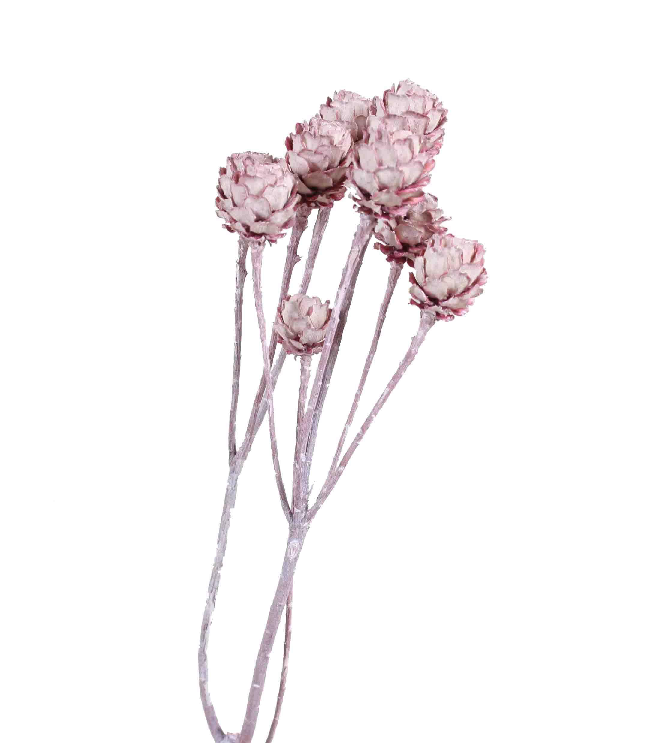 Salignum 7+Köpfe D2-3L30-35cm altrosa frosted