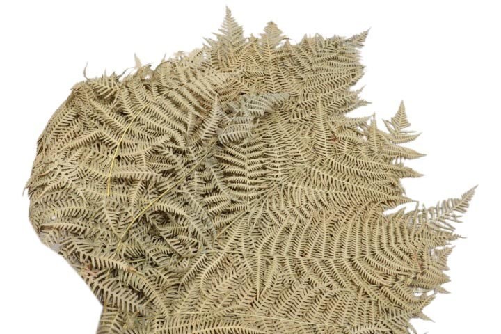 Bracken Farn natur trocken