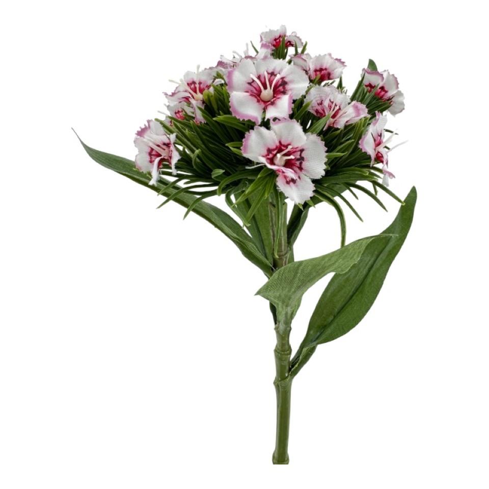 Dianthus Pick 30 cm cream-rot