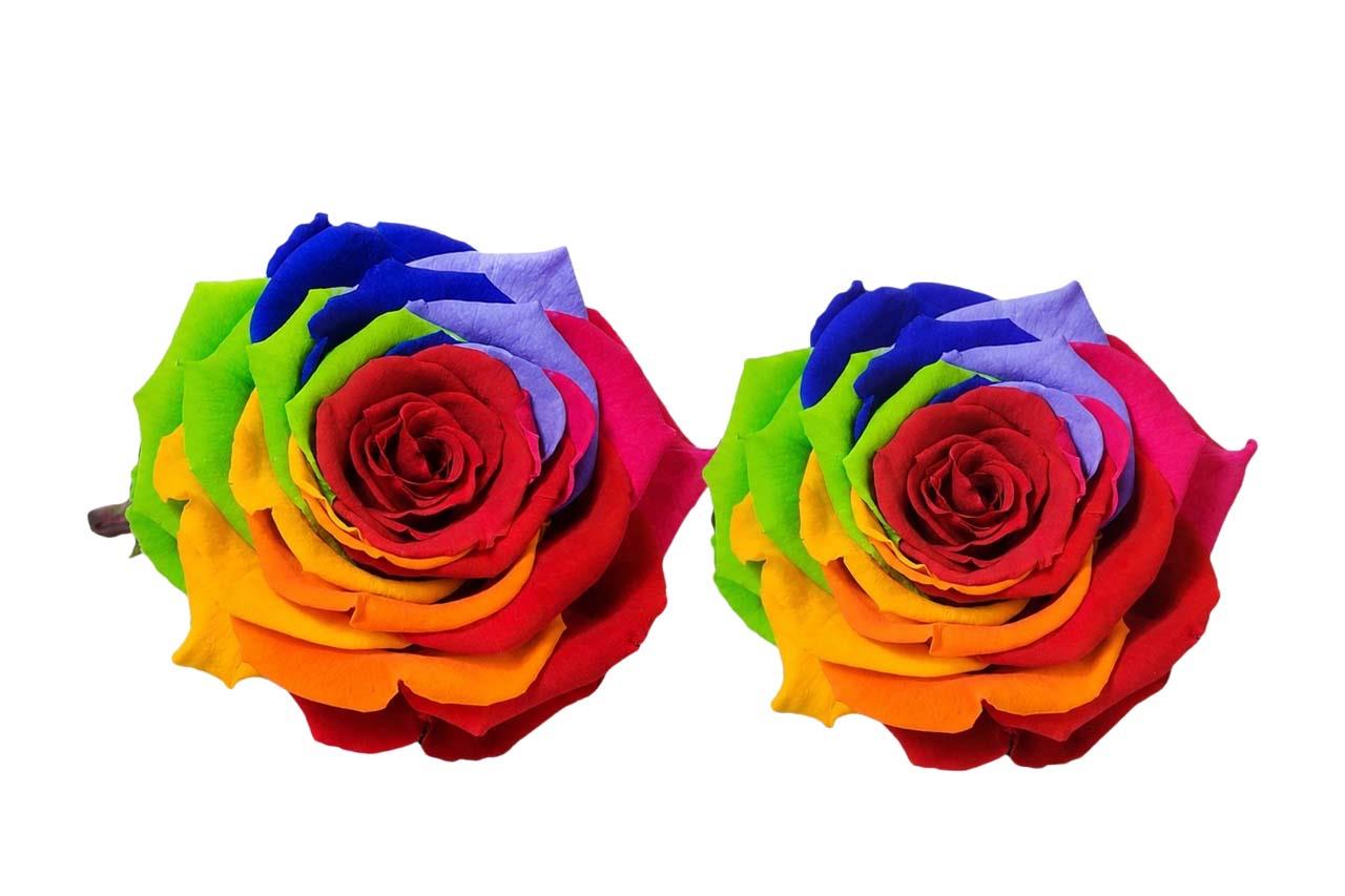 Rose stabilisiert H 5,5 cm D 5,5 cm regenbogen NETTO