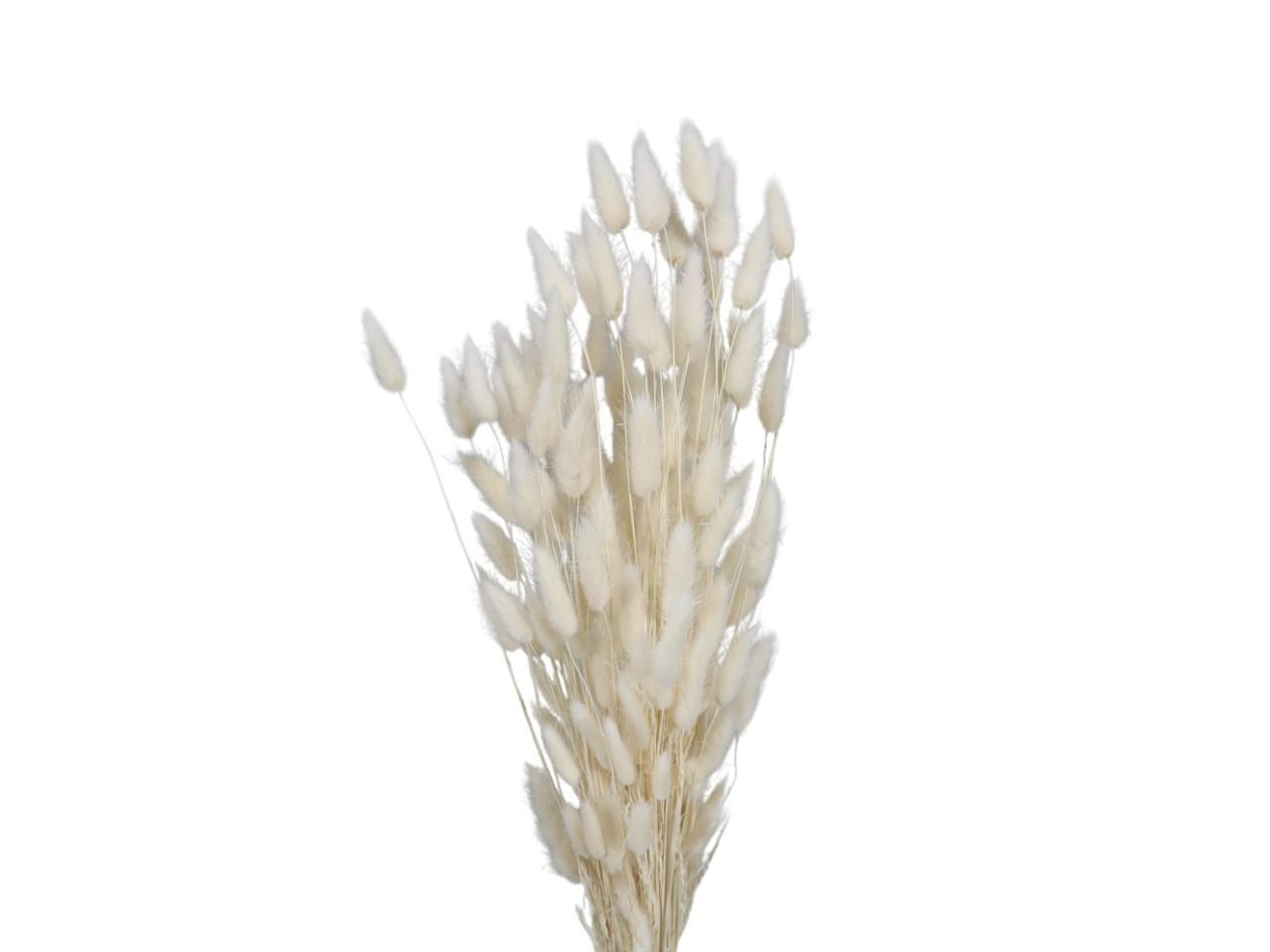 Lagurus getrocknet 100gr. weiß L70-75cm