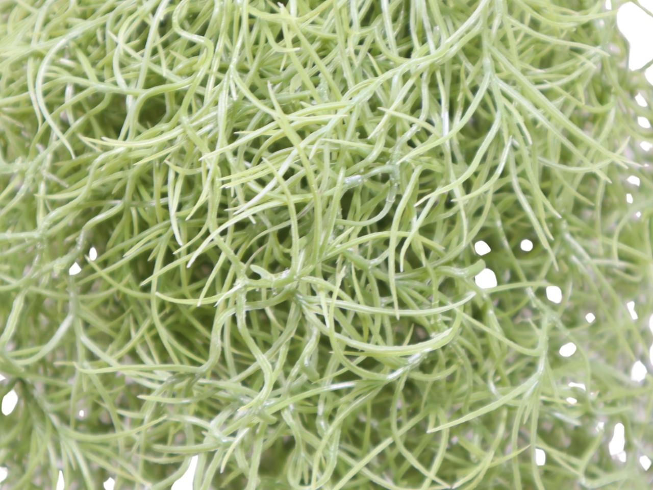 Tillandsienpflanze hängend grau-grün L75cm