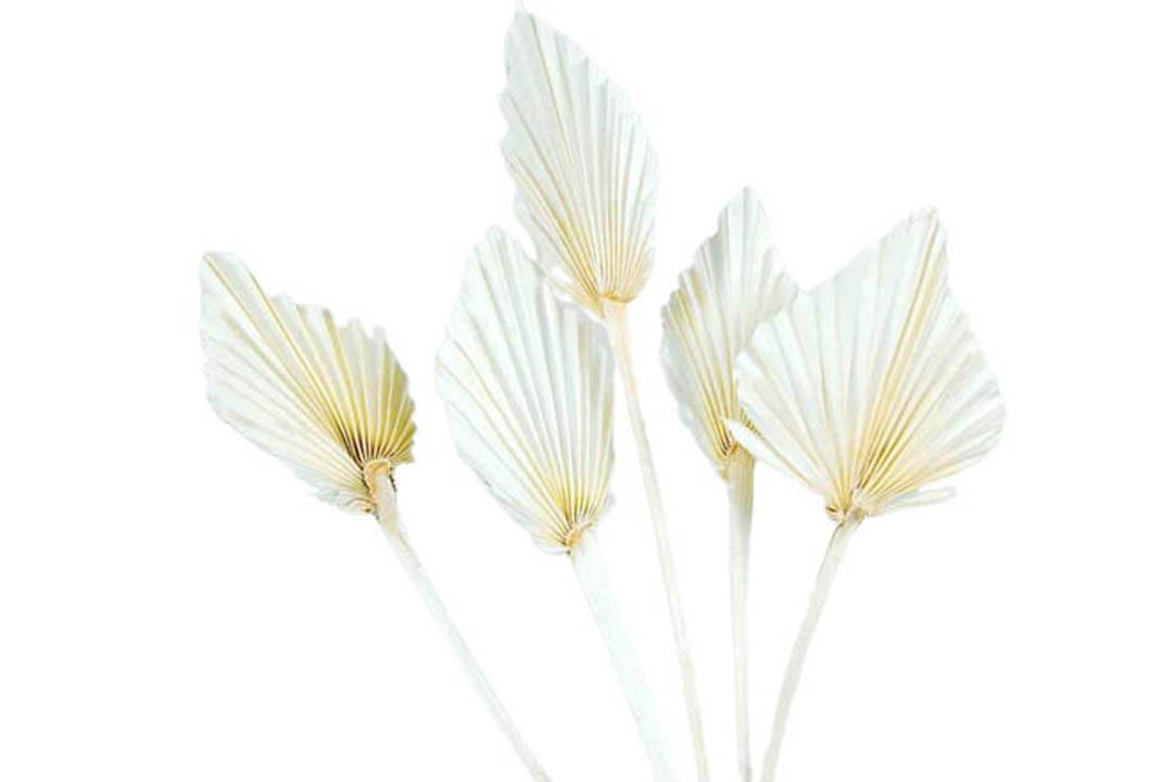 Palmspeer mini B8 H12 L35cm gebleicht