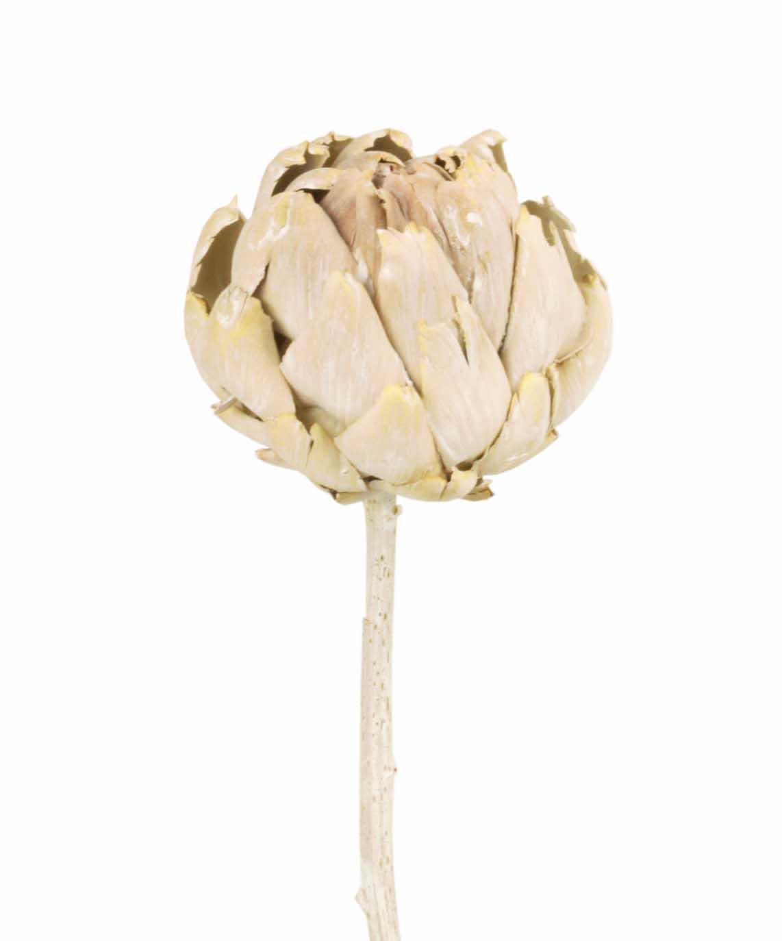 Artischocke D7-10L15-25cm white washed frosted