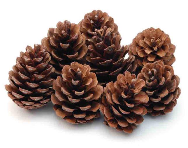 Zapfen Halepensus D7-8H8-10cm natur