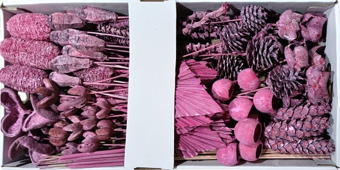 Exotensortiment indisch erika frosted groß 100 Stück