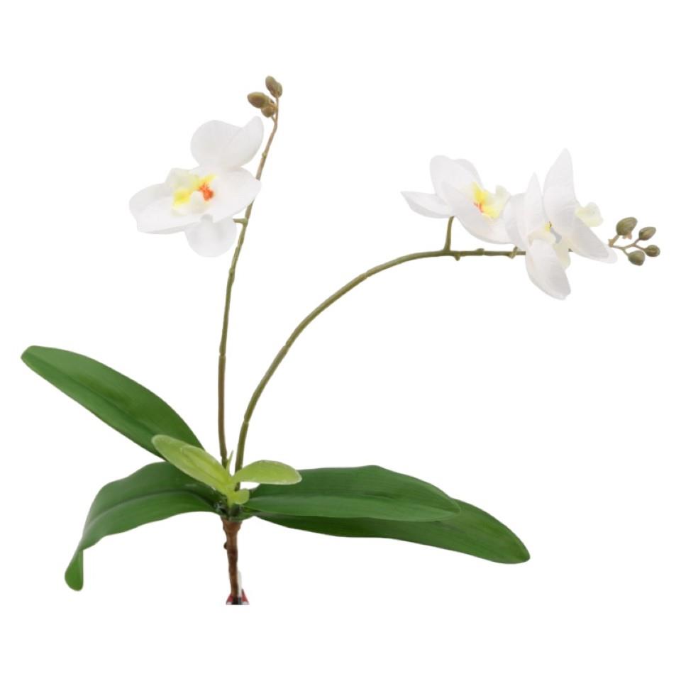 Phalaenopsis m. Blätter weiss H35cm