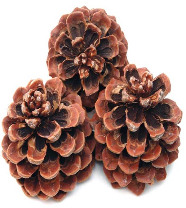 Zapfen Pinus Pinea mittel H13-D11cm natur